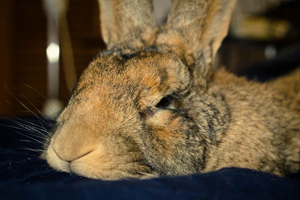 A brown rabbit sleeping with its head down in a relaxed body language position.