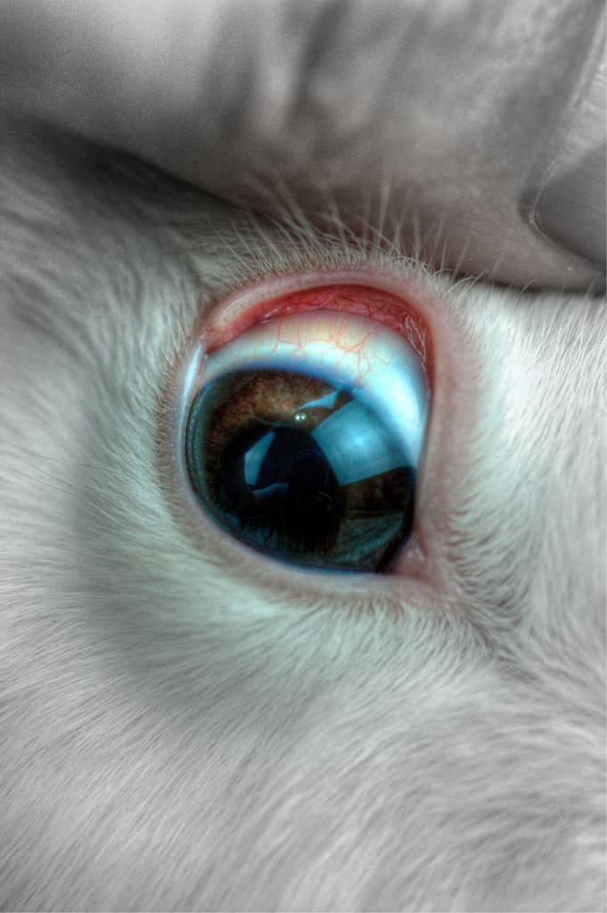 A closed-up look in a rabbit's eye. A veterinarian checking the eye of the rabbit for deformities.