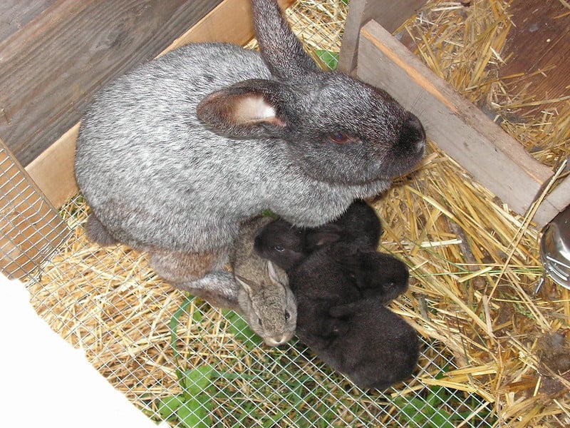 A grey rabbit with her five kits inside its nest. 