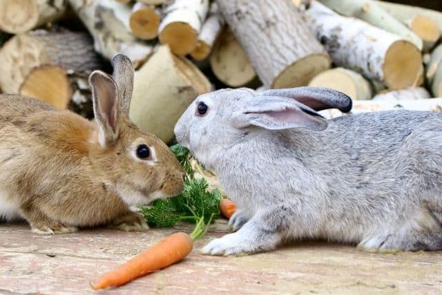 Two rabbits eating vegetables together.