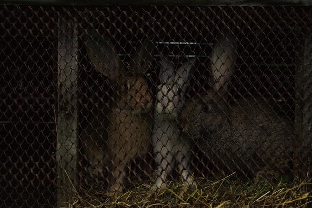 will two male rabbits fight