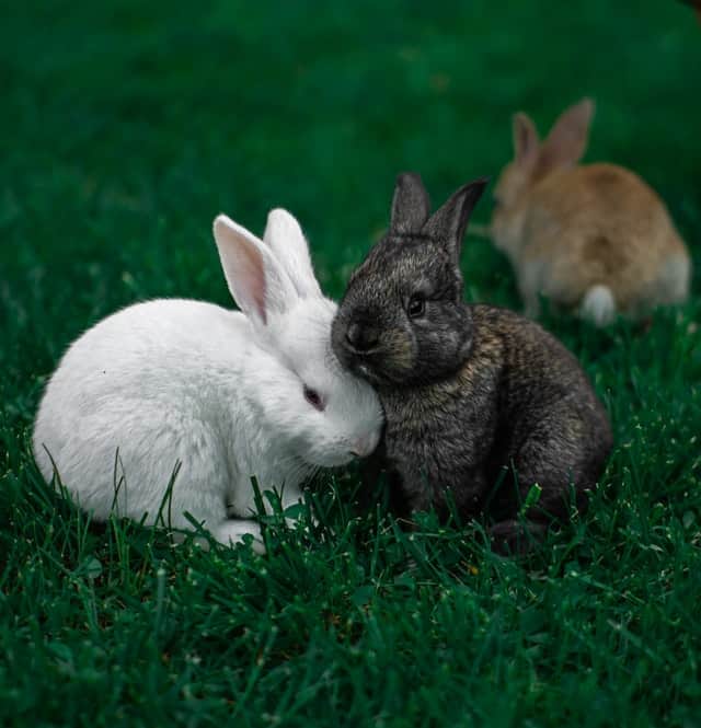 What can you do to stop two male rabbits from fighting?