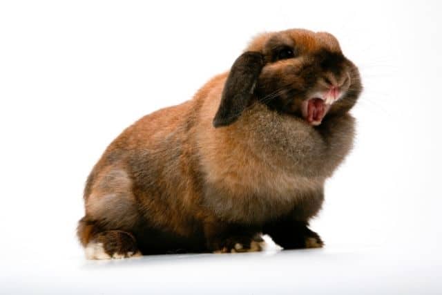 A rabbit angry due to hormonal related aggression because she is pregnant.