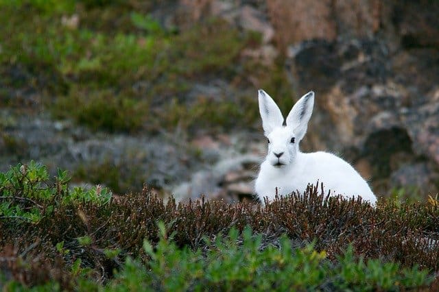 arctic-hare-828994_640