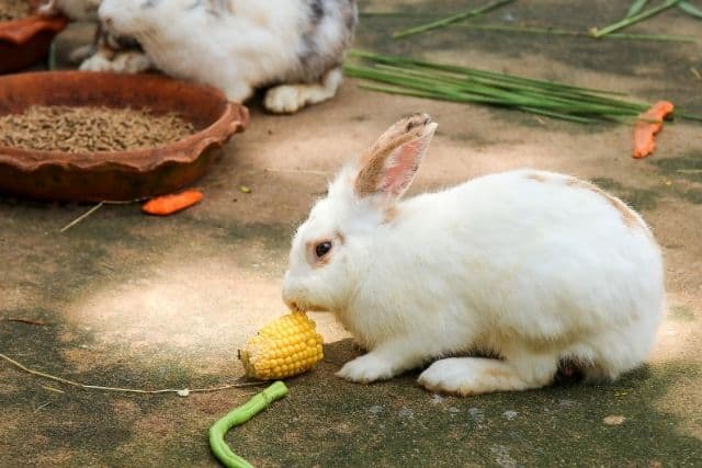 A white rabbit eating a corn in the ground.