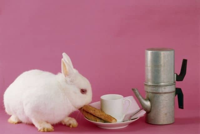 Can Rabbits Eat Toast What You Need To Know Bunny Horde