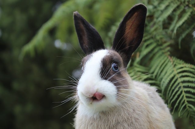 A rabbit with its tongue out after eating.