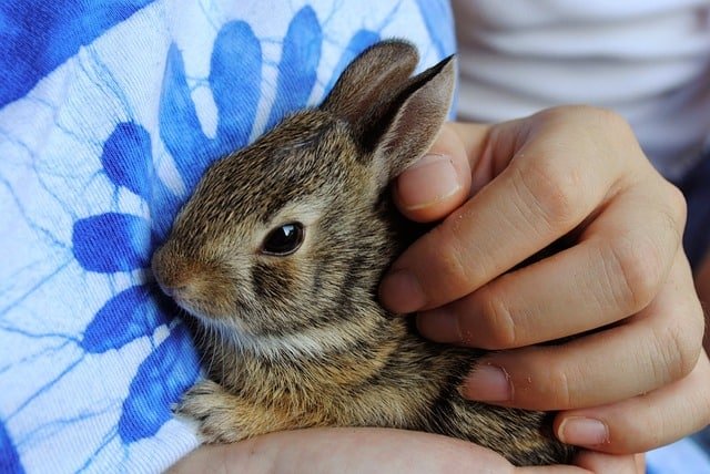 A person holding a newborn rabbit taking care of it.