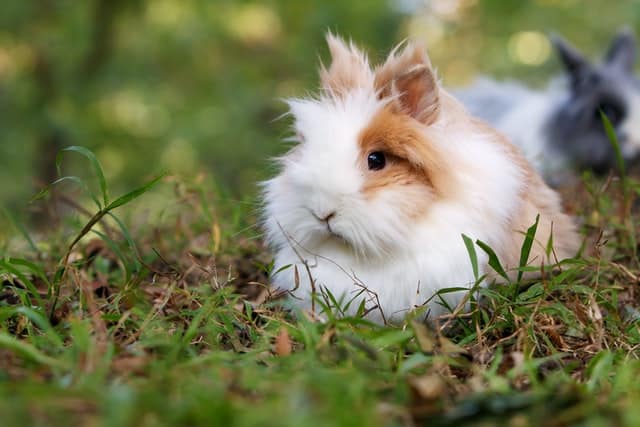 Instances where a bunny might eat an insect