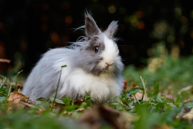 What can you do to stop your bunnies from eating insects?