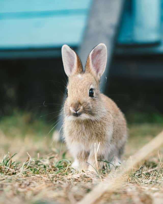 Risk of overfeeding kumara/sweet potato to rabbits.