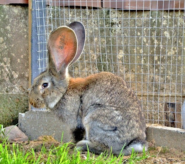 how to stop male rabbits fighting