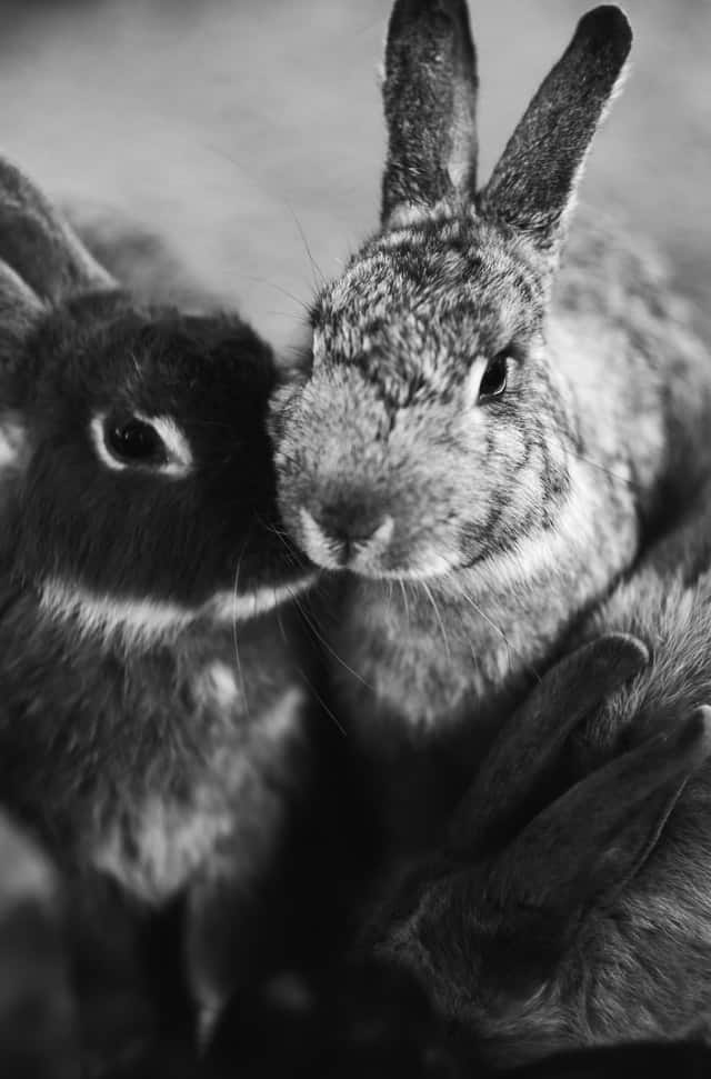 Reasons why two female rabbits will fight?