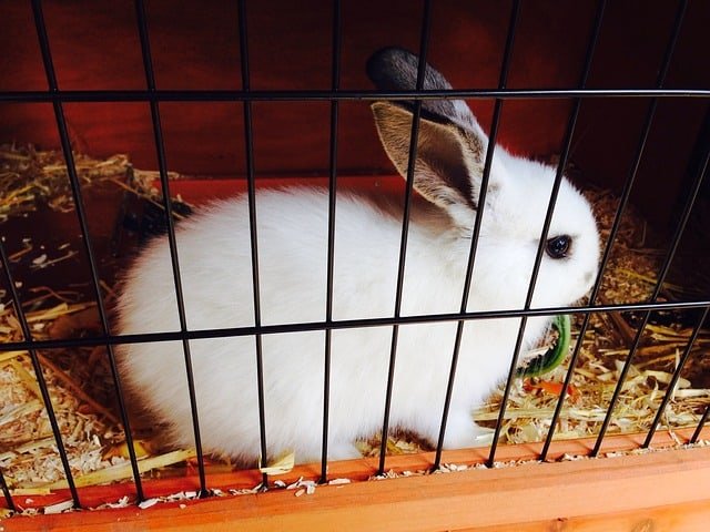 Alternatives to shredded paper as bedding for your rabbits.