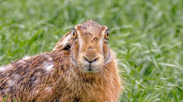 Why you should NOT befriend a wild rabbit