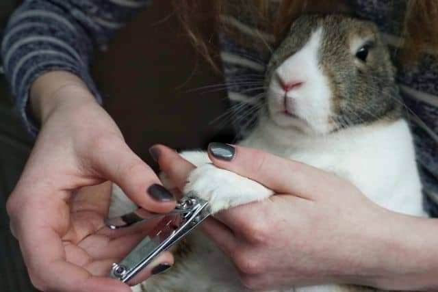 A white rabbit getting its nails clipped using a normal nail clipper.