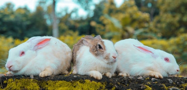 Can different breeds and gender of rabbits live together?