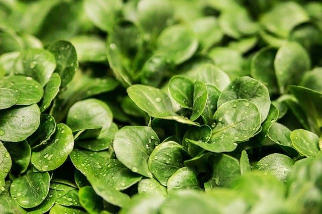 A picture of fresh lamb lettuce.