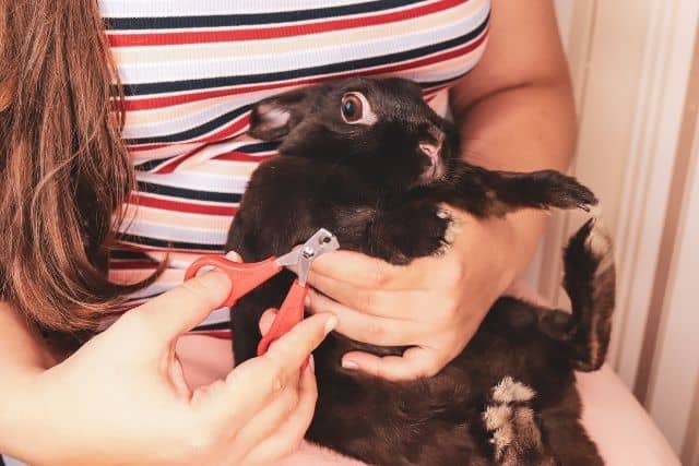 A rabbit getting its nails clipped by its owner using a nail clipper.