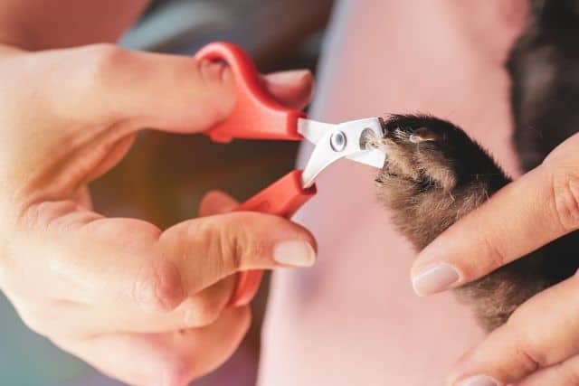 A rabbit getting its nails clipped using a nail clipper.