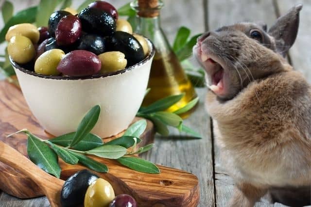 A rabbit about to eat an olive left on the table.