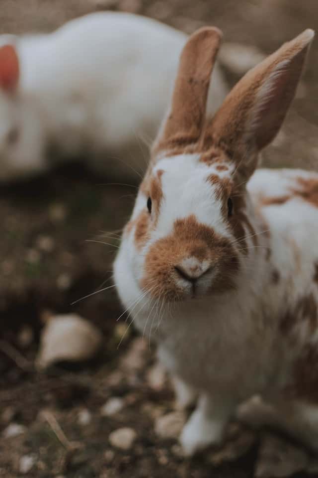 What's the drawback of different breeds of rabbits living together?