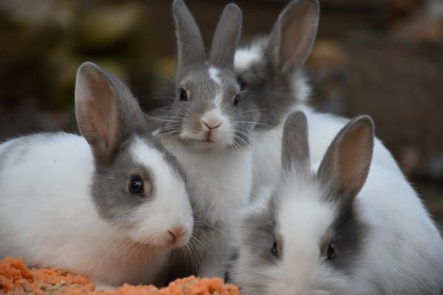 Will two male siblings rabbit fight?