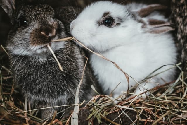 What are the reasons why two male rabbits will fight?