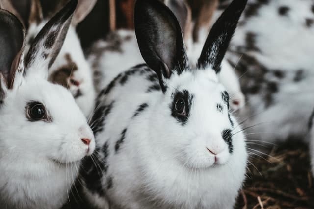 will two female rabbits fight