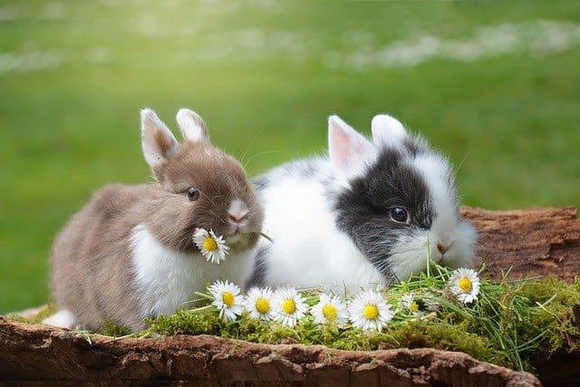 can different breeds of rabbits live together