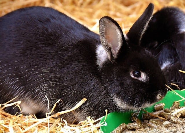 Will rabbits willingly eat cat food?