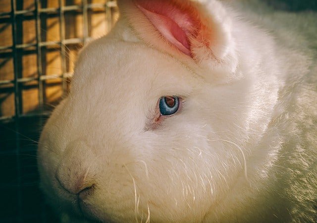 A white rabbit that's blind.