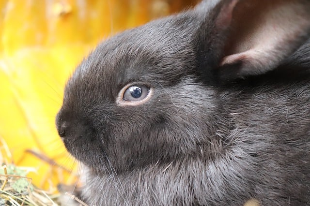 A rabbit with eyes opened while trying to rest. This shows that it's worry of its environment