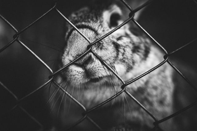 Sad rabbit inside a cage without excercise.