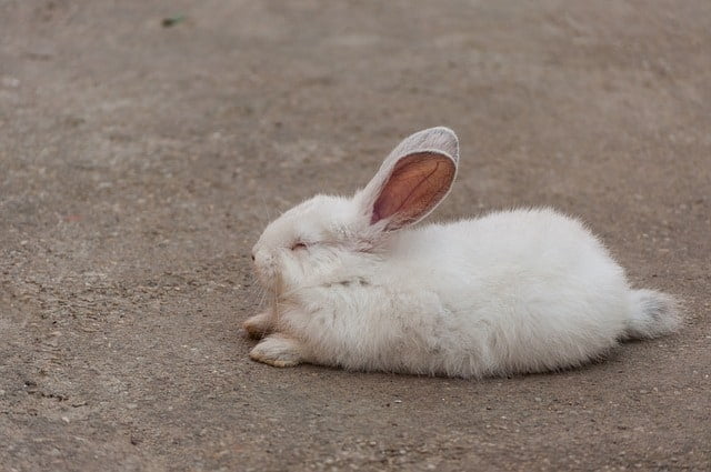 A white rabbit sleeping in a relaxed position with its eyes closed.