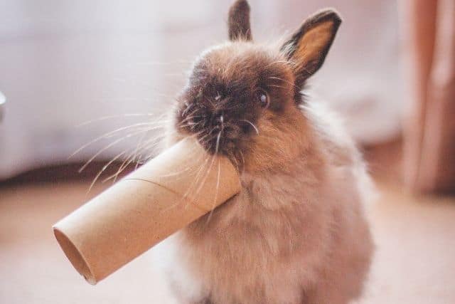 A young rabbit biting a toilet paper playing with it.