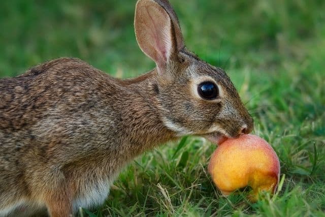 A wild rabbit eating an apple left in the ground.