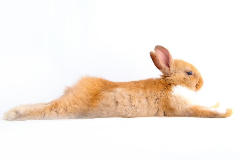 A rabbit sleeping with its hind legs stretched out. This is called the pancake position because when looked from above, the rabbit is flat.