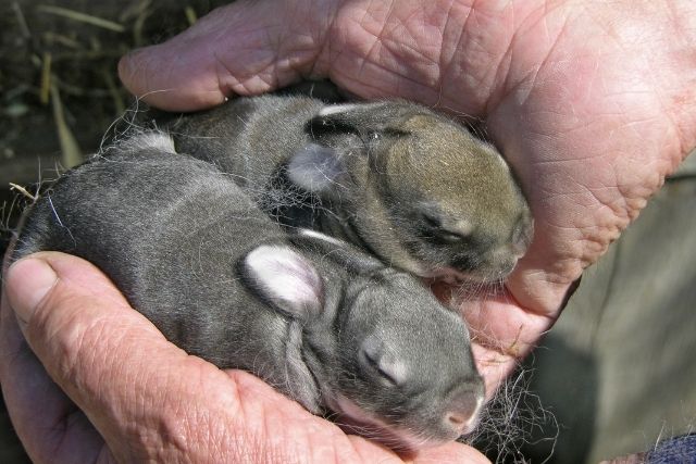 A man holding newborn rabbits to check if their mother is feeding the kits.