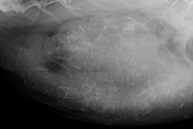 An x-ray result of a pregnant rabbit showing how many babies it will have.