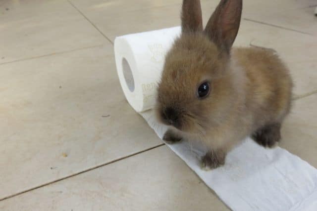A young rabbit standing on a toilet paper playing with it.