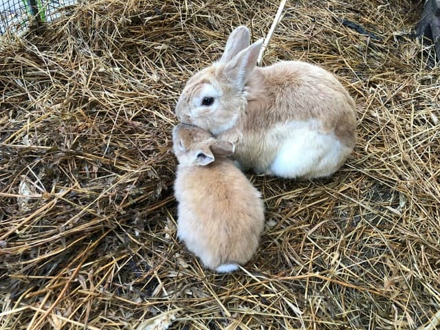 Is it okay to breed father and daughter rabbits?