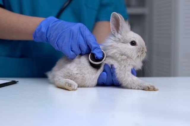 A veterinarian checking a rabbit if it's pregnant or healthy.