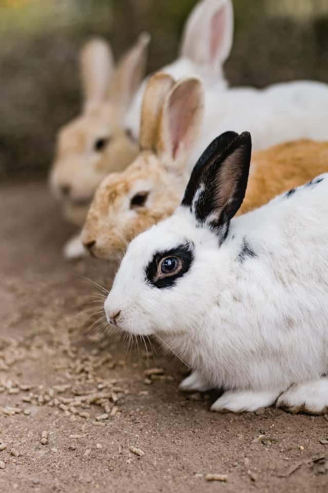 What are the benefits of different breeds of rabbits living together?