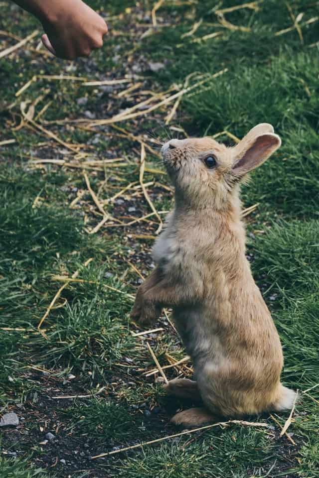 A rabbit standing in its hindlegs to get the attention of its owner or to reach the food its owner is giving him.