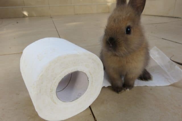 A young rabbit standing on a toilet paper roll playing with it.