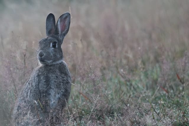 A wild rabbit standing on its hind legs looking if there are any predators before eating.