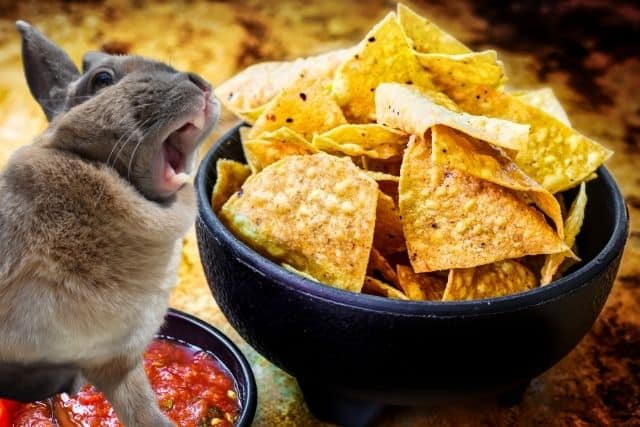 A rabbit about to eat a tortilla chips that's been left in the table