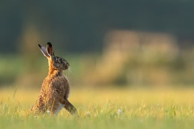 A wild rabbit standing on its hindlegs to increase the range of its senses to better detect if there are predators around.