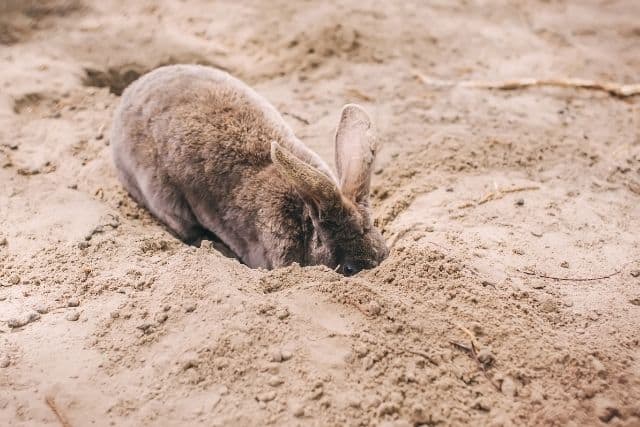 A rabbit digging a burrow because she is preparing to build her nest.
